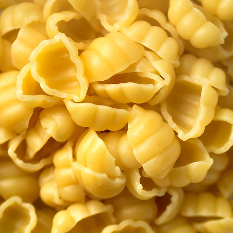 Ridged shell shaped pasta pieces close up