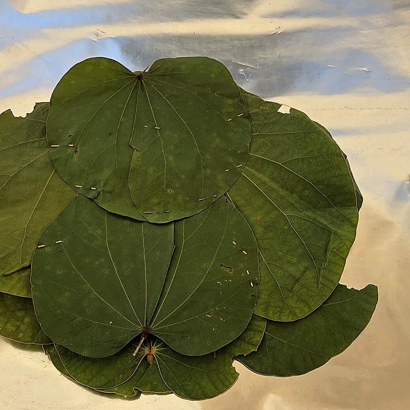 Green leaves stitched together into a round pattal, the leaf sheet pressed into leaf plates