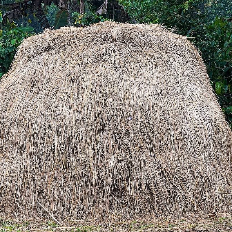 Stack of dry paddy straw