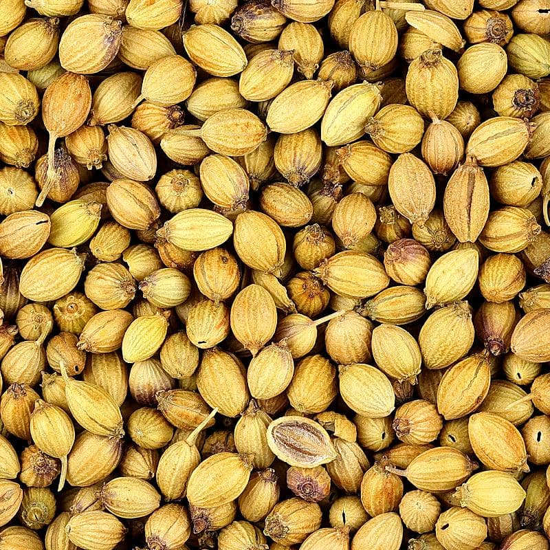 Close view of whole dried coriander seeds