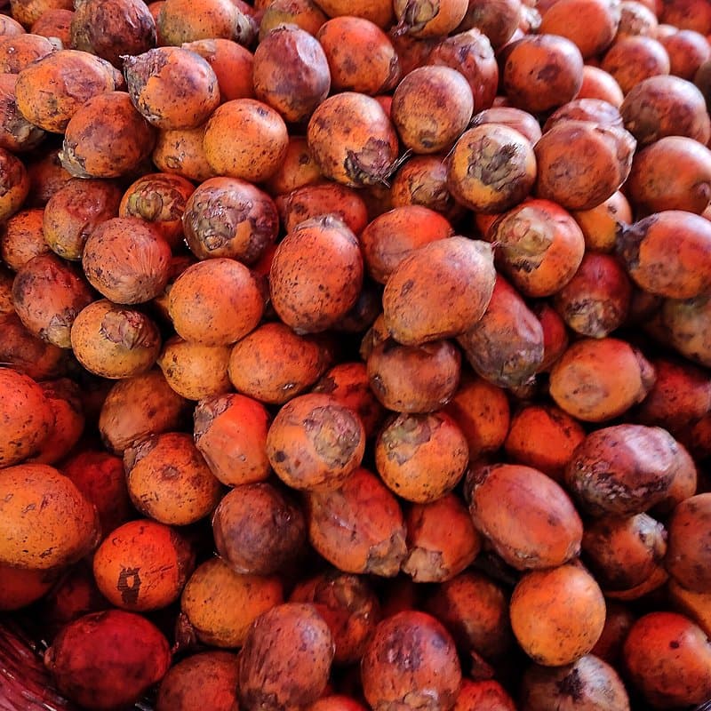 Heap of ripe orange areca fruit with husk still on