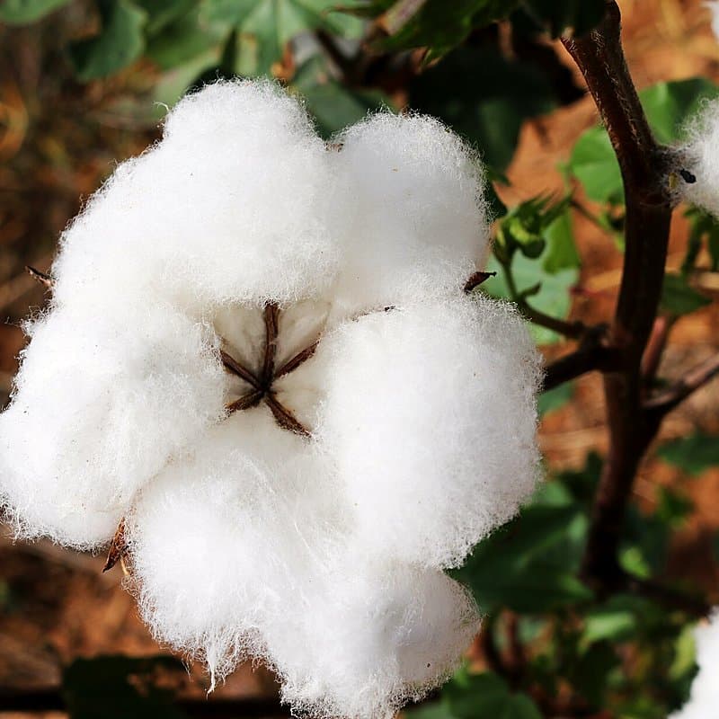 Open white cotton boll, the raw fibre a long wick machine consumes